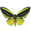Cape York Birdwing - Ornithoptera priamus icon